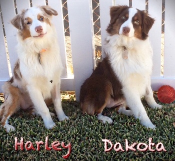 Harley - Dakota