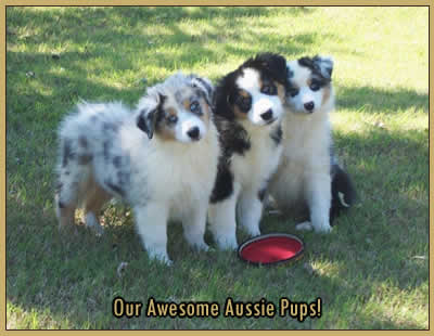 Awesome Aussies