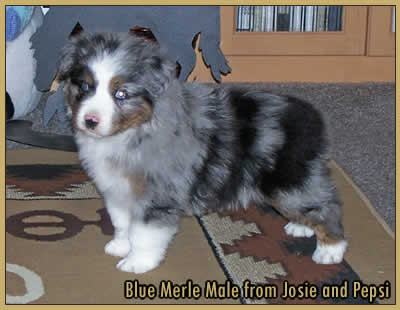 Blue Merle Male