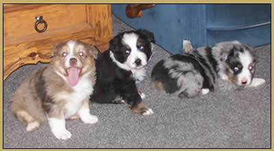 Three pups